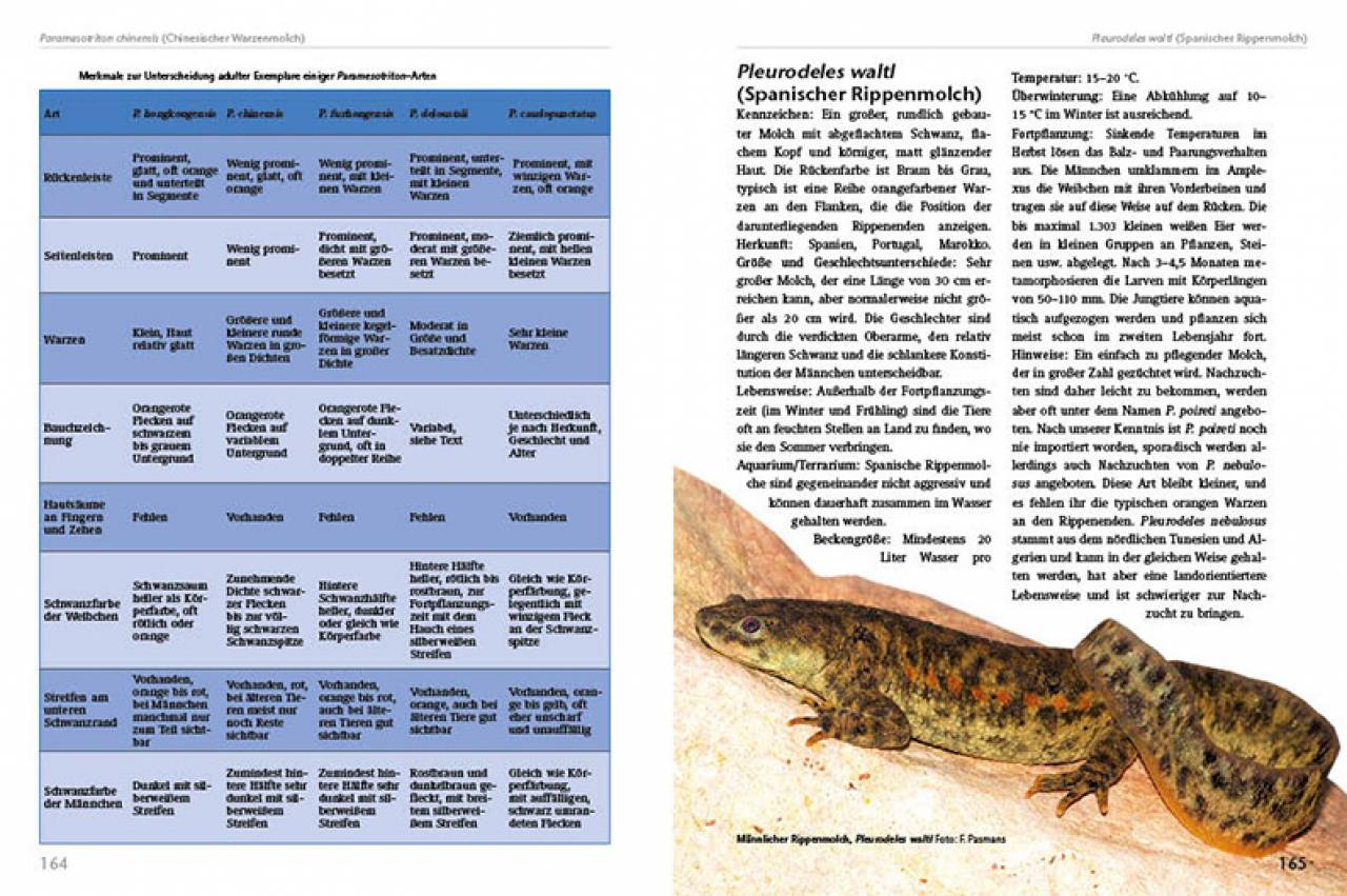 Molche und Salamander – halten und züchten